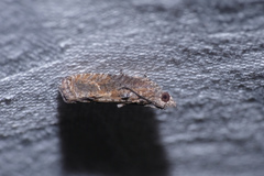 Strepsicrates semicanella