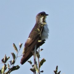 Pachycoccyx audeberti