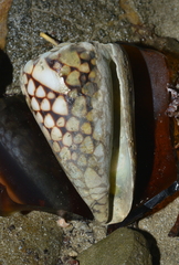 Conus marmoreus