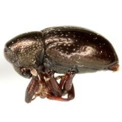 Tyloderma capitale