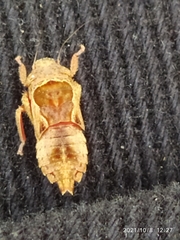 Insecta