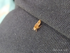 Insecta