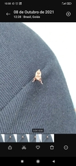 Insecta