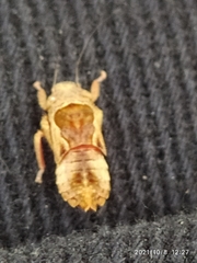 Insecta