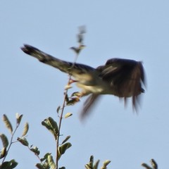 Pachycoccyx audeberti