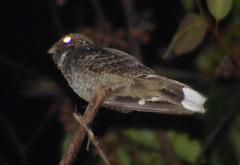 Caprimulgus madagascariensis