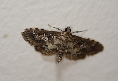 Sameodes
