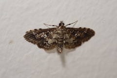 Sameodes
