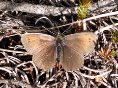 Erebia tyndarus