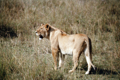 Panthera leo