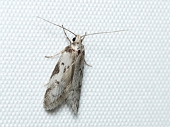 Philobota orescoa