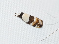 Euphiltra eroticella