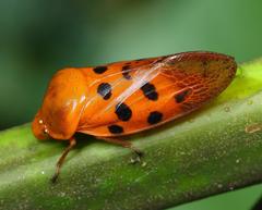 Homalostethus tabulatus
