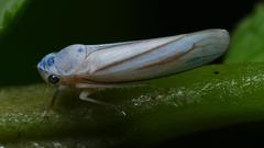 Signoretiini