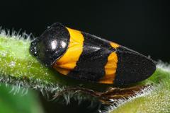Cosmoscarta herossa