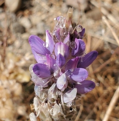 Lupinus subvexus