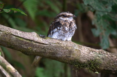 Hydropsalis climacocerca