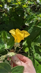 Hibiscus tiliaceus pernambucensis
