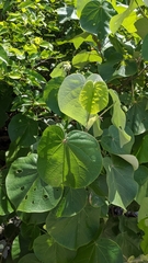 Hibiscus tiliaceus pernambucensis