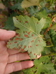 Colomerus vitis