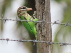 White-Cheeked Barbet photo 6