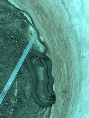 Hierophis viridiflavus