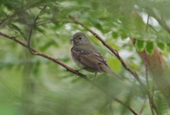 Lathrotriccus euleri