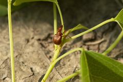 Leptapoderus rubidus