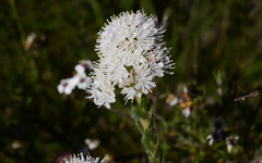 Lobostemon capitatus