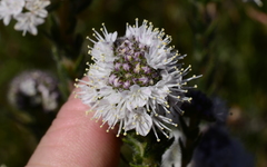 Lobostemon capitatus