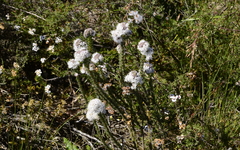 Lobostemon capitatus