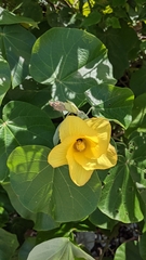 Hibiscus tiliaceus pernambucensis