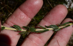 Lobostemon capitatus