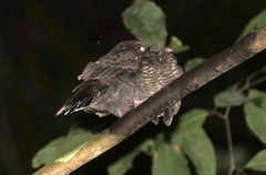 Nyctiphrynus ocellatus