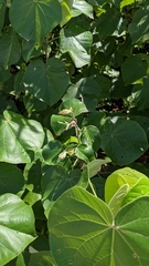 Hibiscus tiliaceus pernambucensis