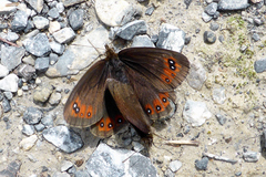 Erebia styx