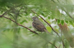 Lathrotriccus euleri