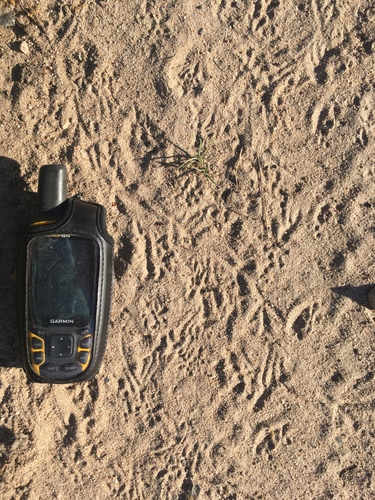 iNaturalist observation photo of Western Toad