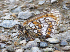 Melitaea varia