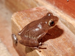 Raorchestes ponmudi