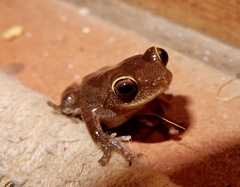 Raorchestes ponmudi
