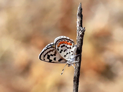 Euphilotes pallescens