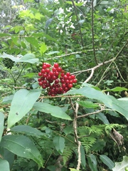 Solanum giganteum