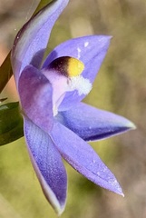 Thelymitra peniculata