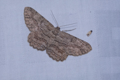 Hypomecis transcissa