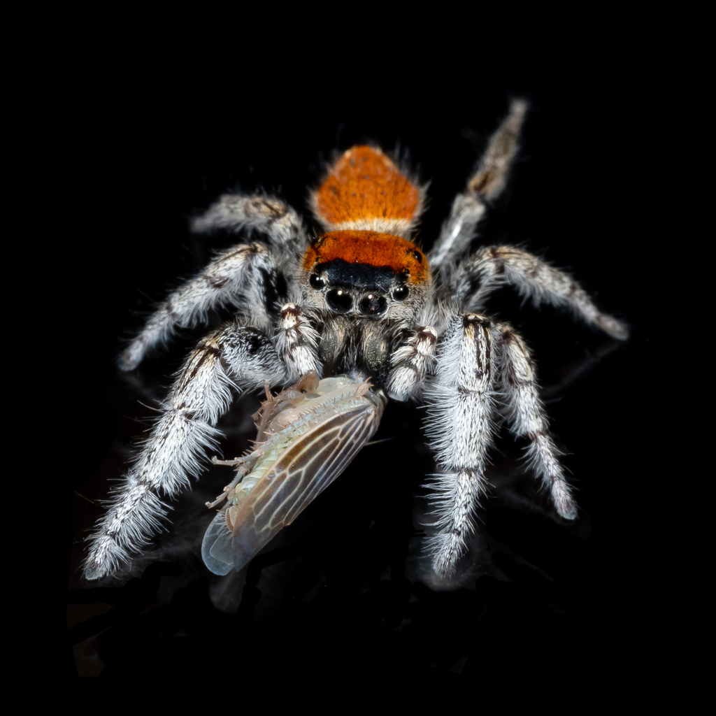 Phidippus johnsoni