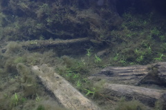 Oregonichthys crameri