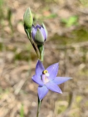 Thelymitra peniculata