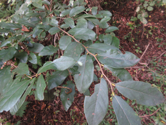 Lindera glauca