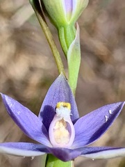 Thelymitra peniculata